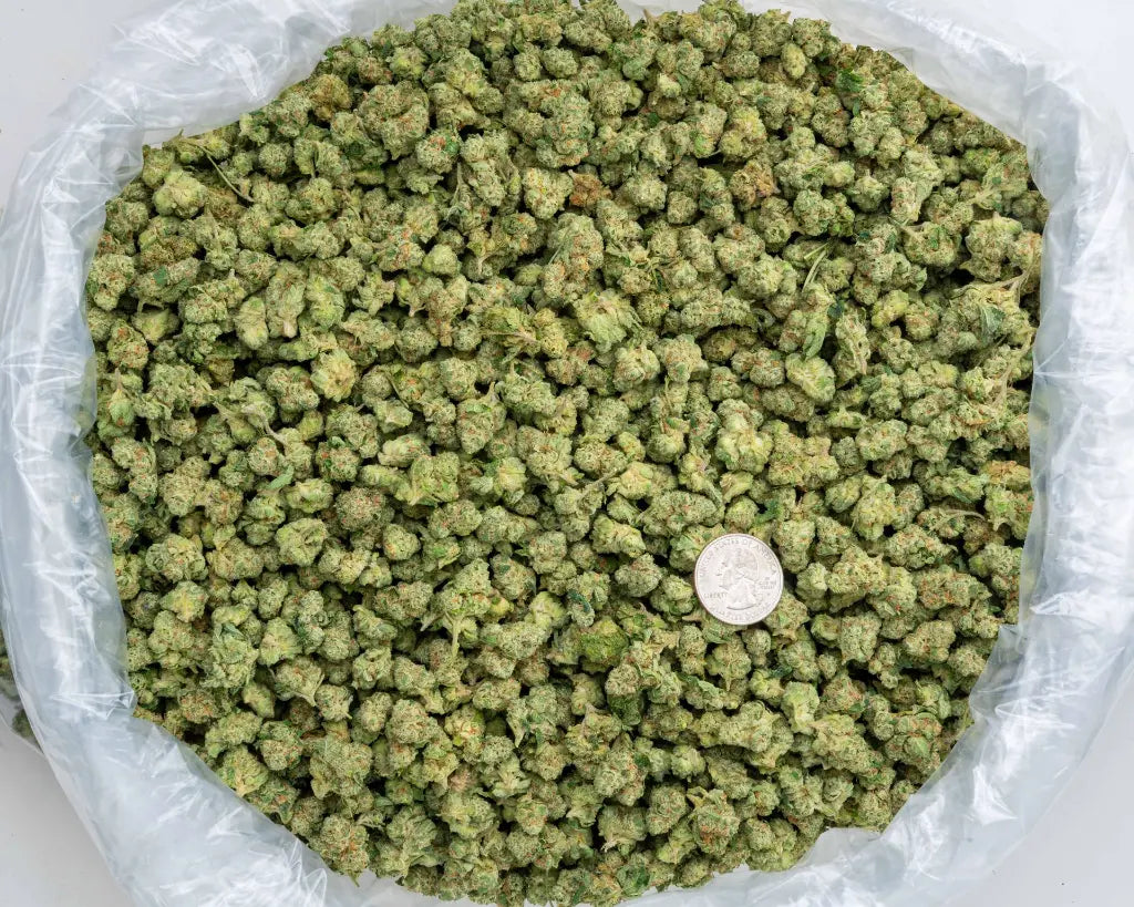 Lemon Cherry Gelato Indoor Smalls